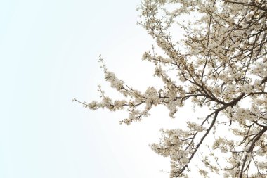 Arkaplanda çiçek açan ağaç dalları