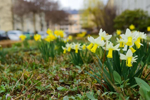Vackra Påsklilja Blommor Blommar Stadens Gata Närbild — Stockfoto