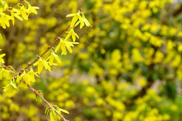 Parkta Sarı Çiçekli Ağaç Dalları Yakın Plan — Stok fotoğraf