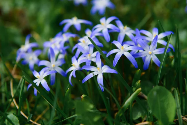 美丽的蓝色花朵在户外绽放 — 图库照片