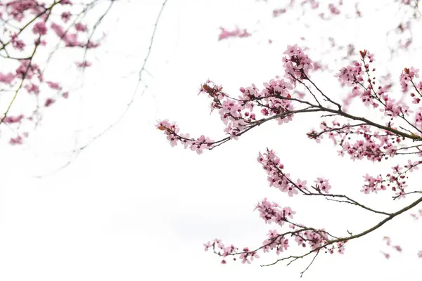空を背景にピンクの花を咲かせる木の枝 クローズアップ — ストック写真