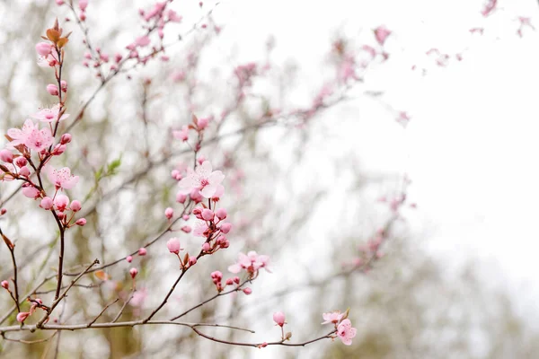 Blooming Branches Pink Flowers Street Closeup — Stock Photo, Image