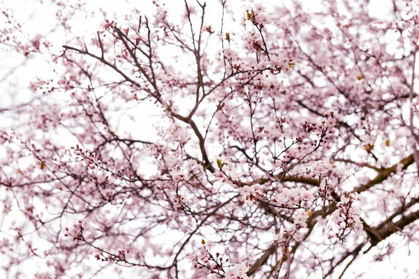 stock image Tree branches with blooming flowers against sky background, closeup