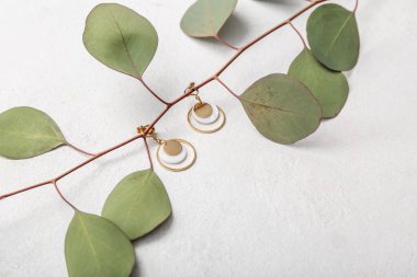 Beyaz arka planda altın küpeli okaliptüs dalı, yakın plan.