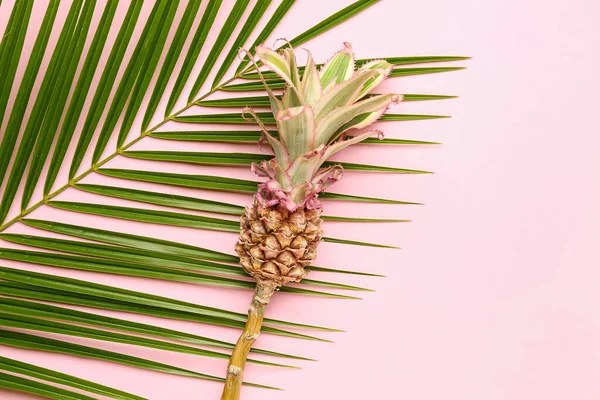 Decorative Pineapple Palm Leaf Pink Background — Stock Photo, Image