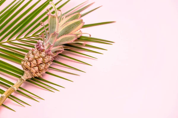 Decorative Pineapple Palm Leaf Pink Background Closeup — Stock Photo, Image