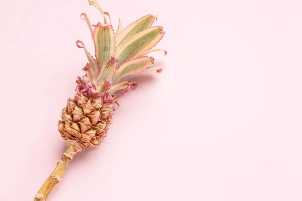 Decorative Pineapple Pink Background — Stock Photo, Image
