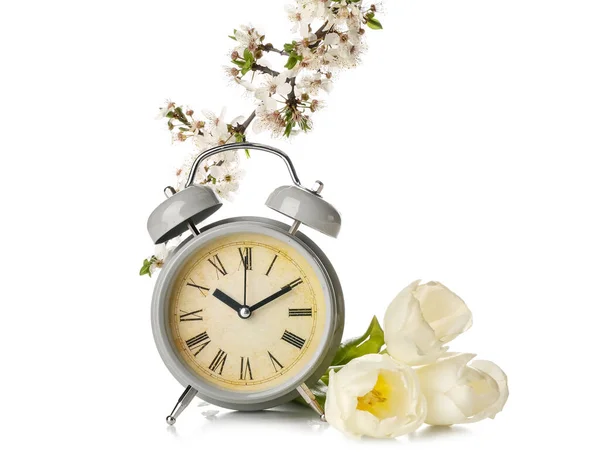 春の枝にチューリップと目覚まし時計を白い背景に咲かせます — ストック写真