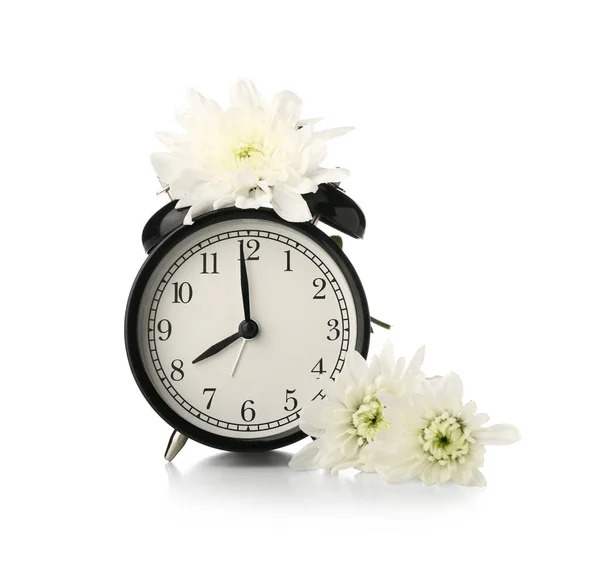菊と目覚まし時計白い背景に — ストック写真