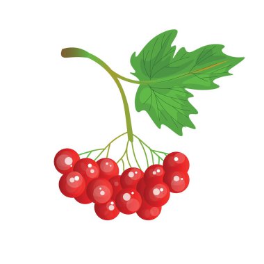 Beyaz arka planda ekşi viburnum üzümü