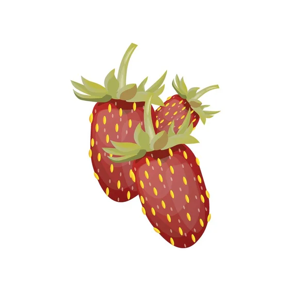 Aromatic Wild Strawberries White Background — Stock Vector