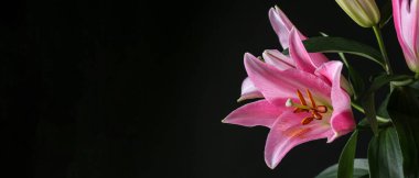 Siyah arkaplanda güzel zambaklar ve metin için boşluk