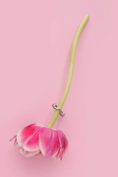 Tulip Silver Ring Pink Background — Stock Photo, Image