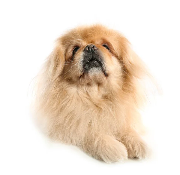 Sød Pekingeser Hund Liggende Hvid Baggrund — Stock-foto © serezniy  #652515394