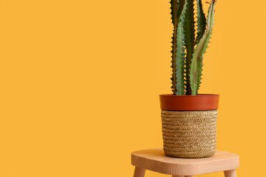 Sarı duvarın yanındaki kaktüslü çömlek.