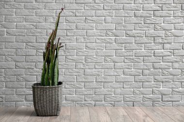 Büyük kaktüslü tencere, gri tuğla duvarın yanında.