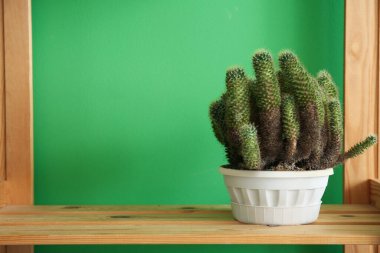 Kaktüs, yeşil duvarın yanındaki raf ünitesinde.