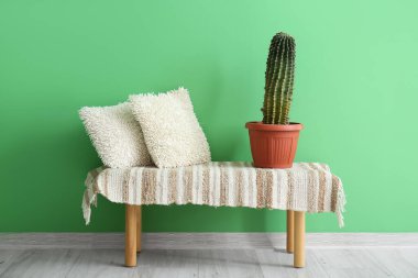 Yastıklı bank ve yeşil duvarın yanında kaktüs.