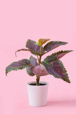Pembe arka planda Coleus bitkisi