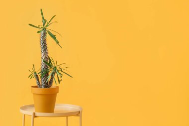 Sarı arka planda büyük kaktüslü masa.