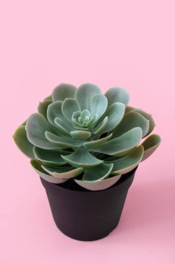 Echeveria bitkisi pembe arka planda saksıda