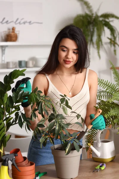 Young Woman Transplanting Green Houseplant Kitchen — Stockfoto