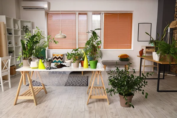 Interior Sala Estar Com Plantas Sala Verdes Mesa — Fotografia de Stock