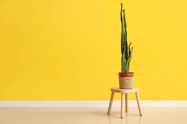 Pot Avec Gros Cactus Sur Tabouret Près Mur Jaune — Photo
