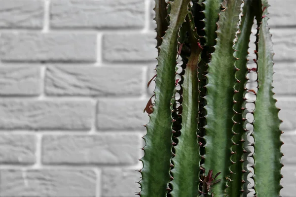 Grote Cactus Grijze Bakstenen Achtergrond Close — Stockfoto