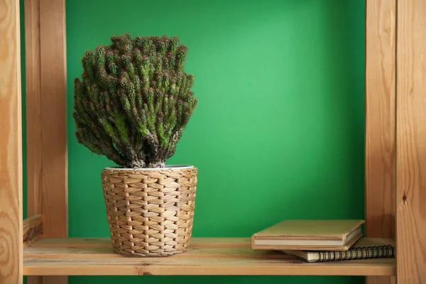 Cactus Pot Osier Sur Étagère Près Mur Vert — Photo