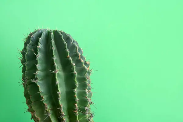 Cactus Groene Achtergrond Close — Stockfoto