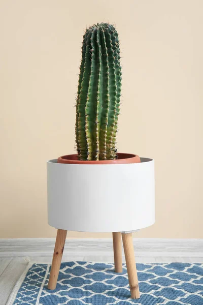 Gros Cactus Pot Sur Tabouret Près Mur Beige — Photo
