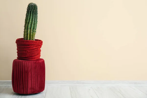 Gros Cactus Pot Sur Pouf Près Mur Beige — Photo