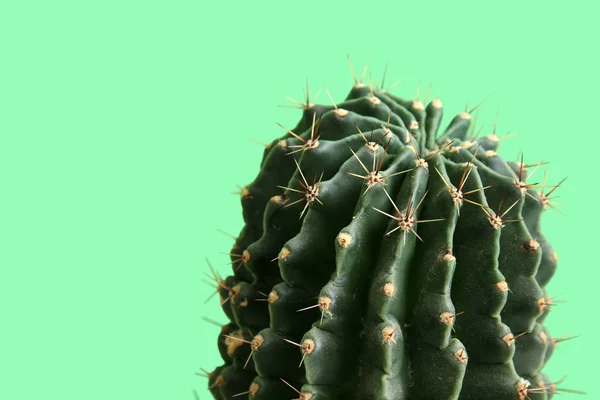 Cactus Sobre Fondo Verde Primer Plano — Foto de Stock