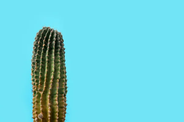 Cactus Blue Background — Stock Photo, Image