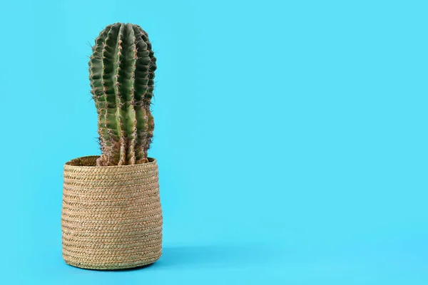 Potje Met Cactus Blauwe Ondergrond — Stockfoto