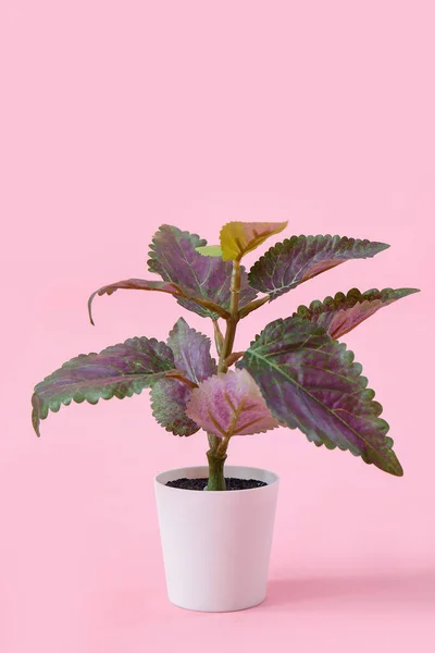 ピンクの背景にポットのコレウス植物 — ストック写真