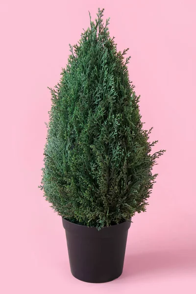 Cypress Plant Pot Pink Background — Stock Photo, Image