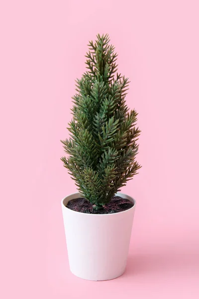 Fir Plant Pot Pink Background — Stock Photo, Image