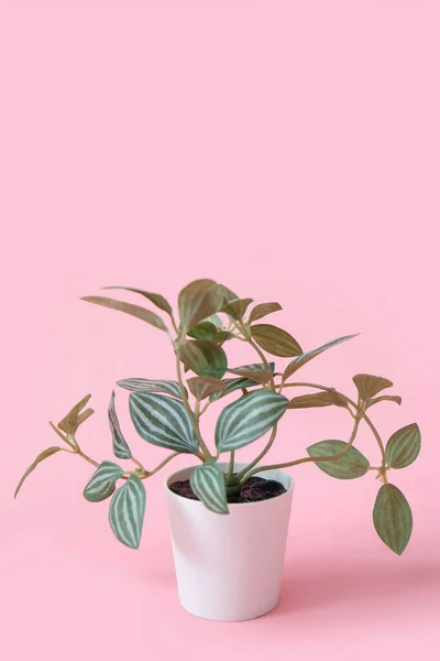 Stock image Peperomia plant in pot on pink background