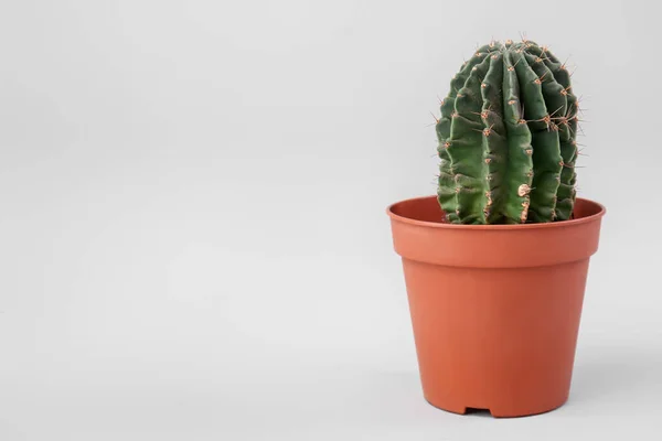 Pot Cactus Grey Background — Stock Photo, Image