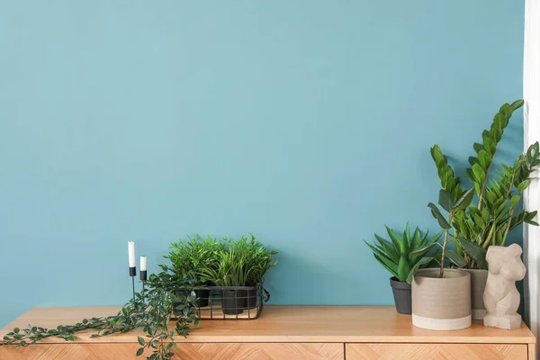 Plantas Interior Verdes Mesa Cerca Pared Azul Sala Estar — Foto de Stock