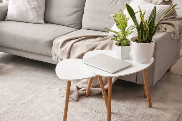 stock image Green houseplants with laptop on table in living room