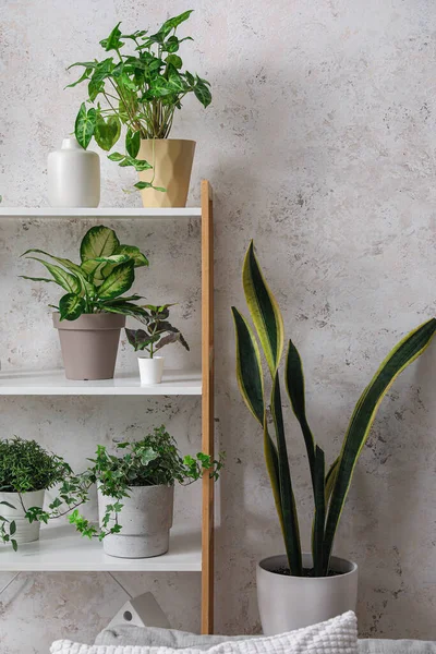 Блок Стеллажей Зелеными Комнатными Растениями Возле Светлой Стены — стоковое фото