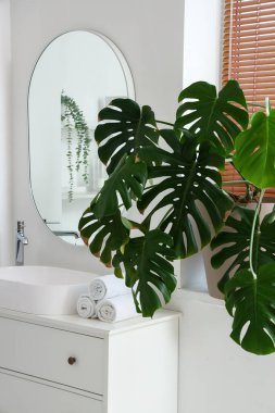 Lavabosu, aynası ve Monstera bitkisi olan bir banyo.