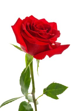 Beyaz arkaplanda güzel kırmızı bir gül