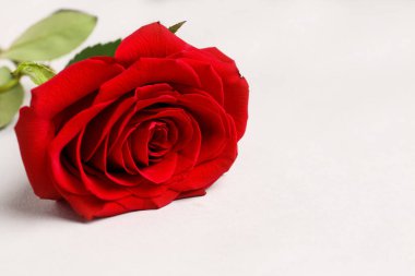 Beyaz arkaplanda güzel kırmızı bir gül