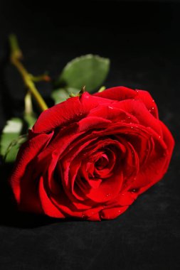Siyah arkaplanda güzel kırmızı bir gül