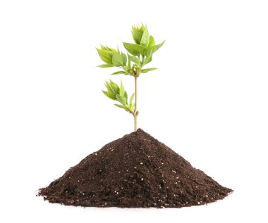 Beyaz arka planda toprak yığını olan yeşil tohum