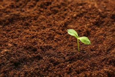 Bahçede yetişen yeşil tohum